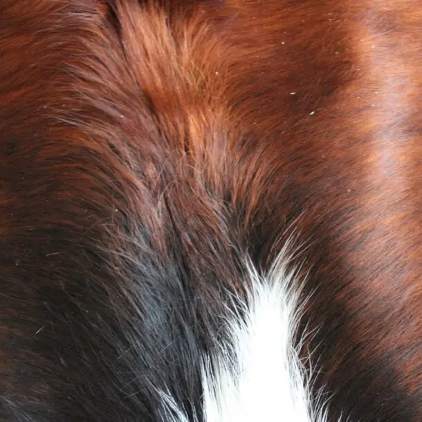 Cowhide Rug Exotic C01080