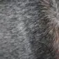 Close-up of a speckled cowhide rug featuring short, dense grey and white natural hair fibres.