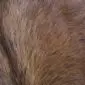 Close-up of a brown and tan cowhide rug showing natural hair texture and colour variations.