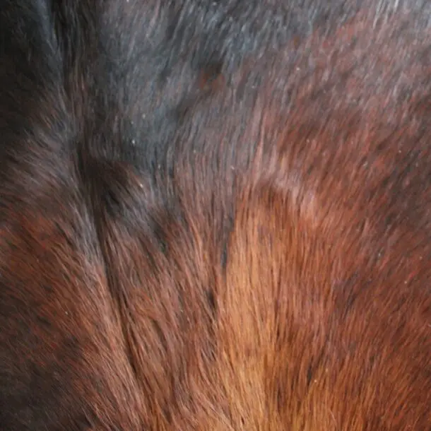 Cowhide Rug Exotic C01082