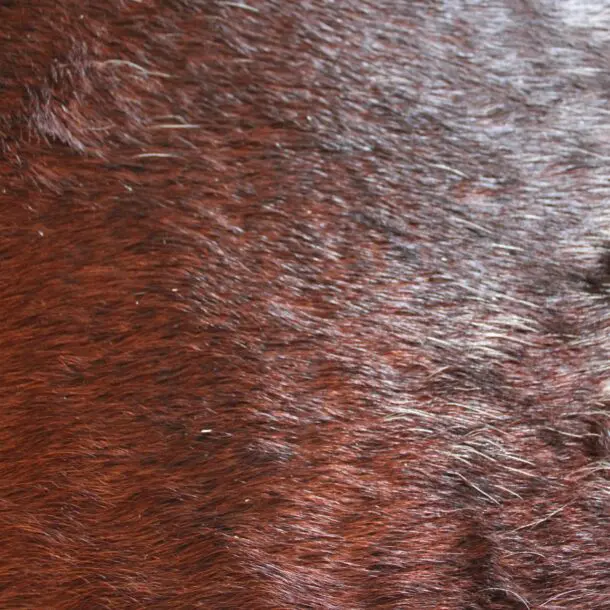Cowhide Rug Exotic C01082