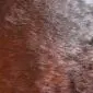 Close-up of a dark chestnut brown cowhide rug showing the natural hair texture and sheen.