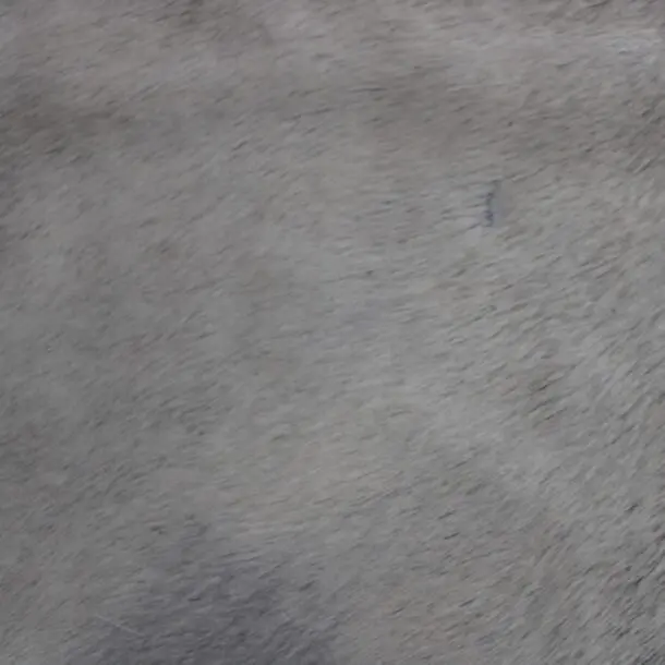 Cowhide Rug Grey C01083
