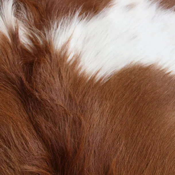 Cowhide Rug Brown and White C01084