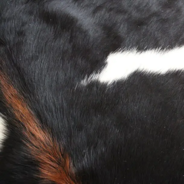 Cowhide Rug Black and White C01086