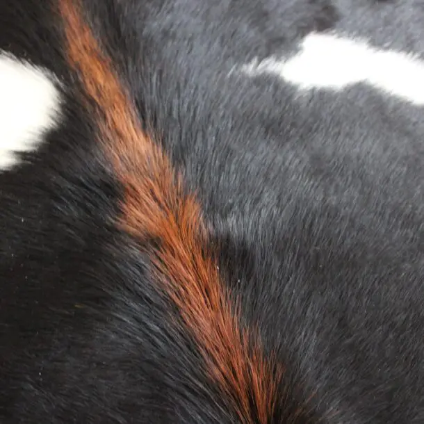 Cowhide Rug Black and White C01086