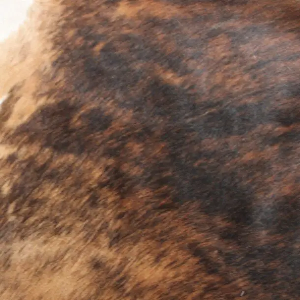 Cowhide Rug Exotic C01087