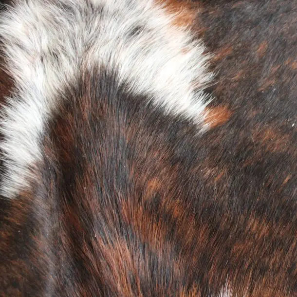 Cowhide Rug Exotic C01087