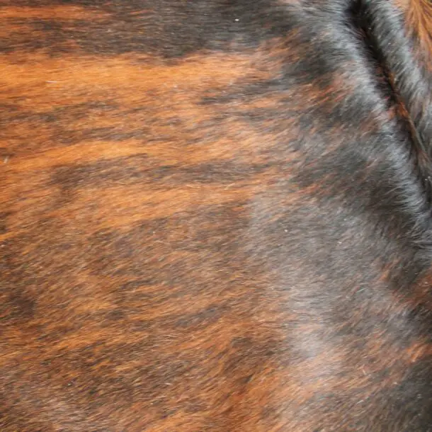 Cowhide Rug Exotic C01088