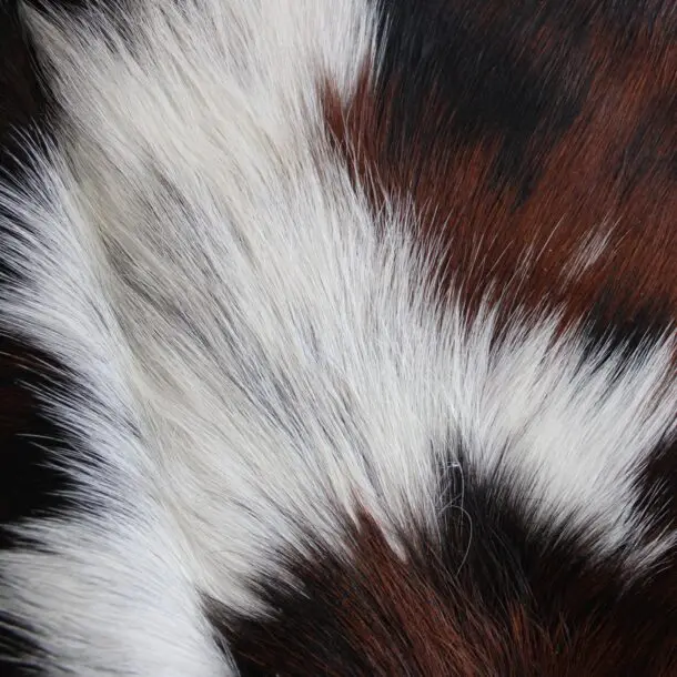 Cowhide Rug Exotic C01088