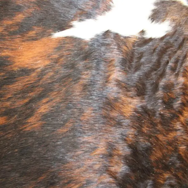 Cowhide Rug Exotic C01088