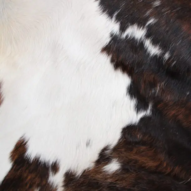 Cowhide Rug Exotic C01088