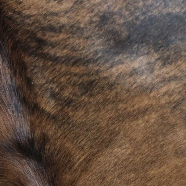 Cowhide Rug Exotic C01089