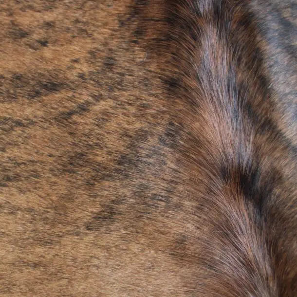 Cowhide Rug Exotic C01089
