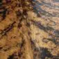 Cowhide Rug C01090 (2) Close-up of a cowhide rug with a brindle pattern featuring tan, brown, and black speckled hair.
