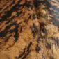 Cowhide Rug C01090 (3) Close-up of a brindle cowhide rug with tan, brown, and black speckled hair texture.