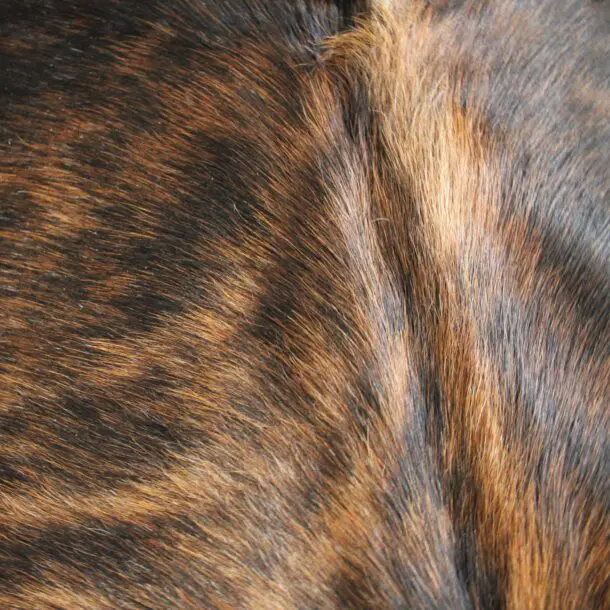 Cowhide Rug Exotic C01091