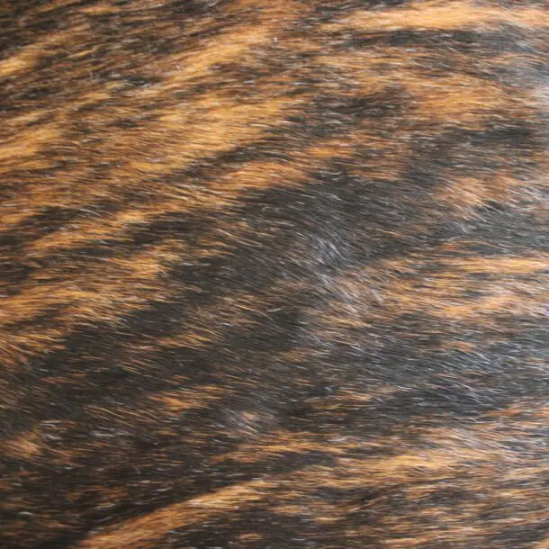 Cowhide Rug Exotic C01091