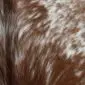 Close-up of a speckled cowhide rug featuring a natural pattern of brown and white hair.