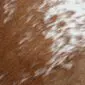 Close-up of a speckled cowhide rug featuring short brown hair with white patches.