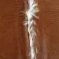 Close-up of a brown cowhide rug featuring a central vertical stripe of white hair.