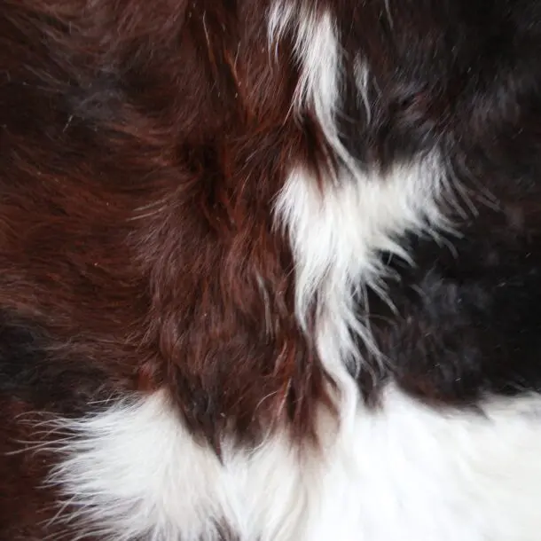 Cowhide Rug Exotic C01095