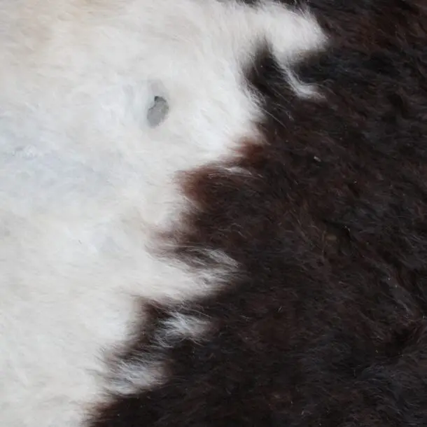 Cowhide Rug Exotic C01095