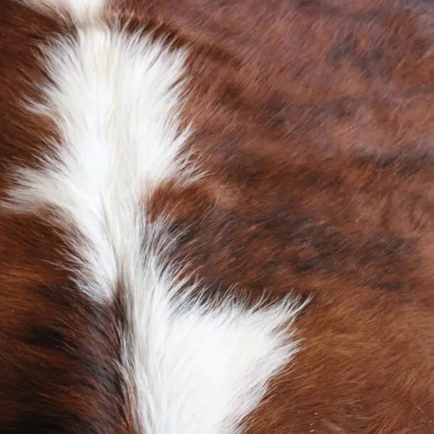Cowhide Rug Exotic C01096