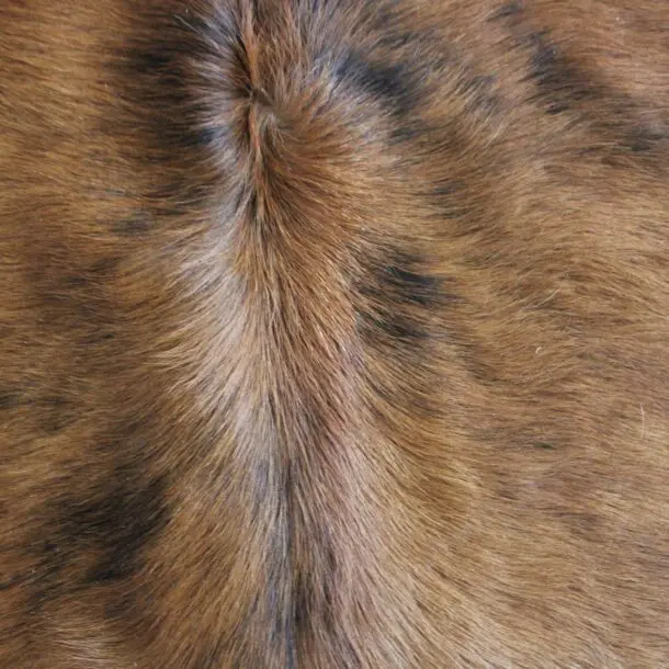 Cowhide Rug Exotic C01096