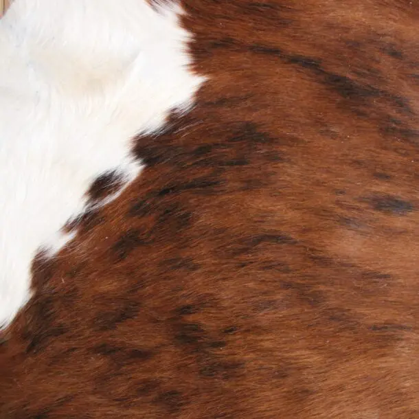 Cowhide Rug Exotic C01096