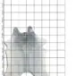 Natural grey cowhide rug with organic shape and speckled texture, displayed on a measuring grid.
