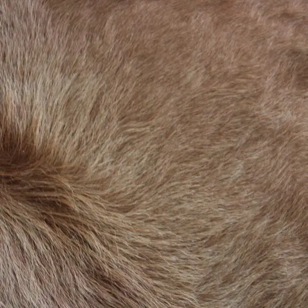 Cowhide Rug Brown C01098