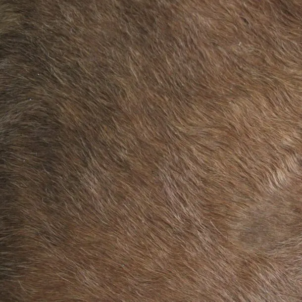 Cowhide Rug Brown C01098