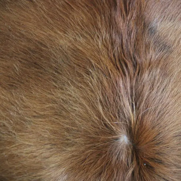 Cowhide Rug Exotic C01099
