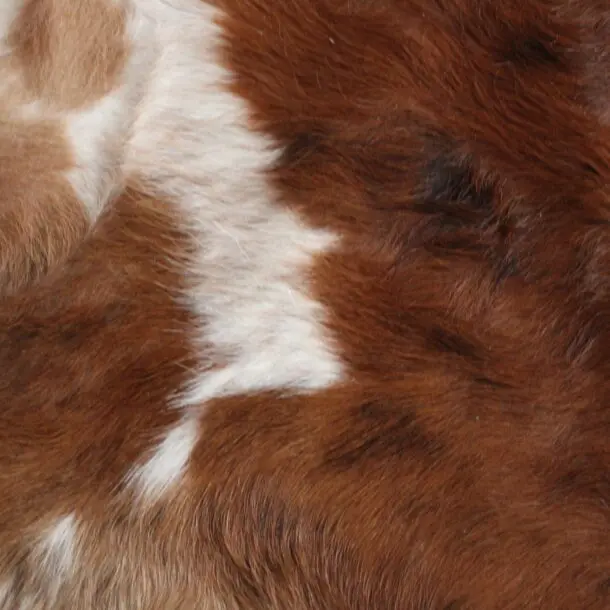 Cowhide Rug Exotic C01099
