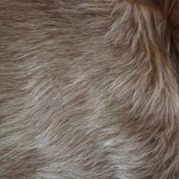 Cowhide Rug Exotic Beige C01101