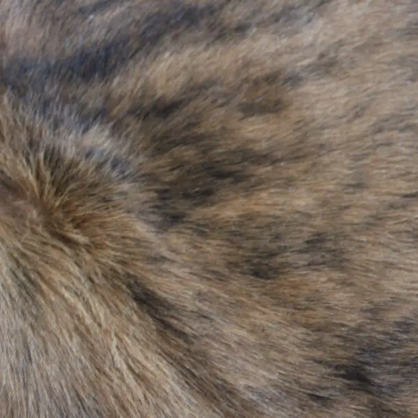 Cowhide Rug Exotic C01103