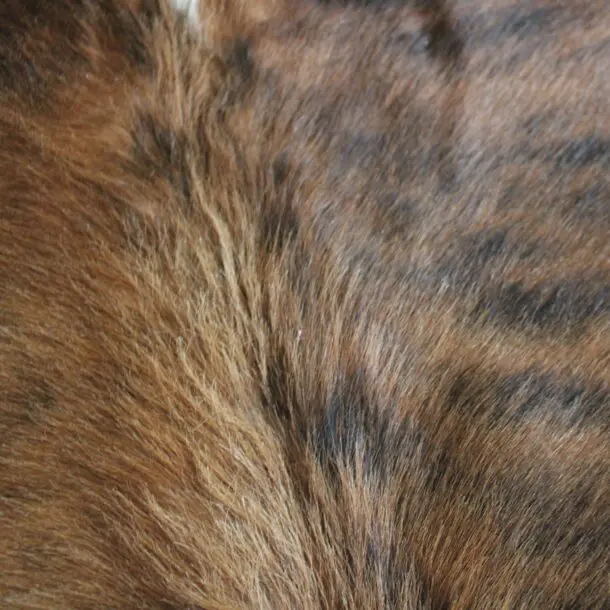 Cowhide Rug Exotic C01103