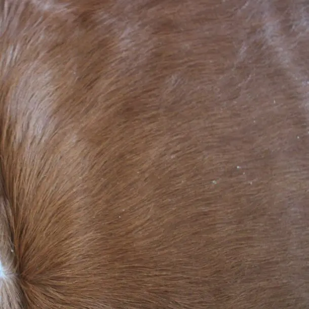Cowhide Rug Brown C01106