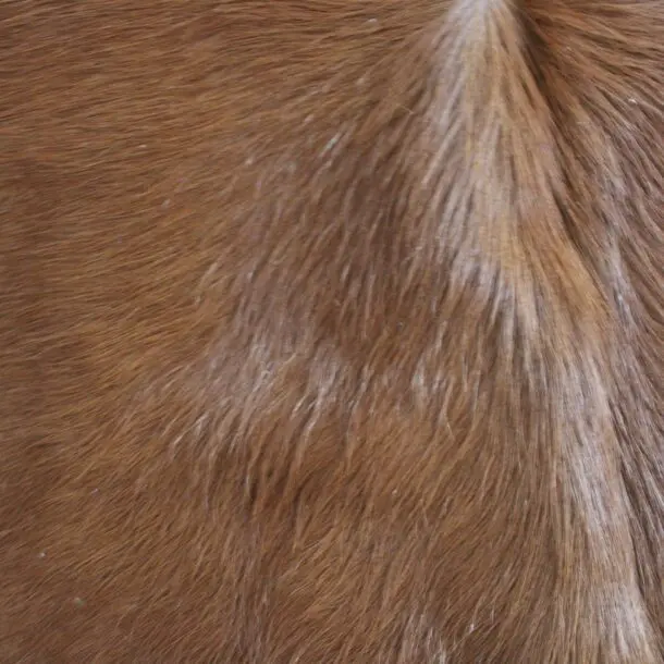 Cowhide Rug Brown C01106