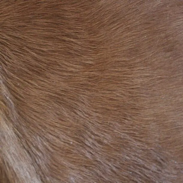 Cowhide Rug Brown C01106