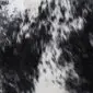 Close-up of a speckled cowhide rug featuring a natural pattern of black spots on a white background.