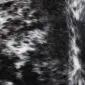 Close-up of a speckled cowhide rug with black and white natural hair texture.