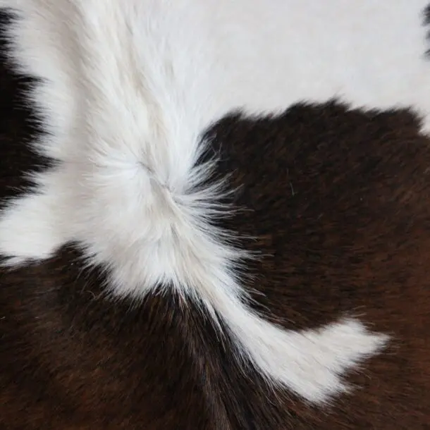 Cowhide Rug Exotic C01108