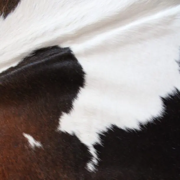 Cowhide Rug Exotic C01108