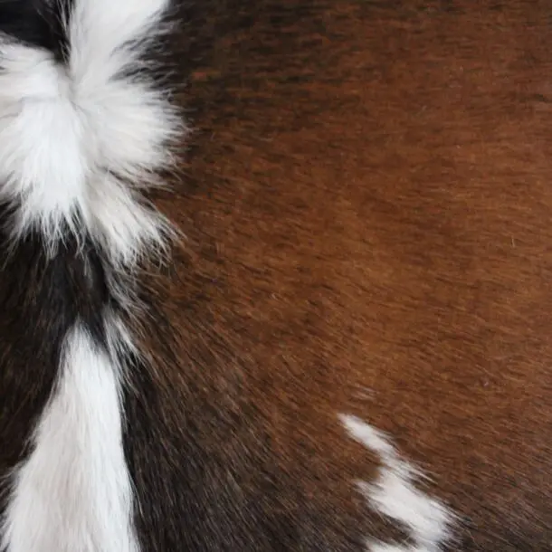 Cowhide Rug Exotic C01109