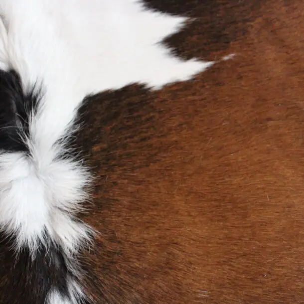 Cowhide Rug Exotic C01109