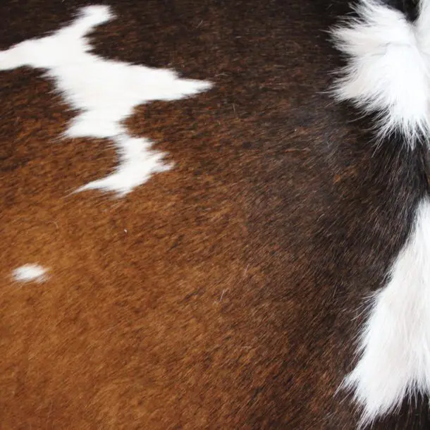 Cowhide Rug Exotic C01109