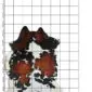 Cowhide Rug C01109 a (1) Natural cowhide rug with white, black and chestnut brown patches, shown on a measured grid background.