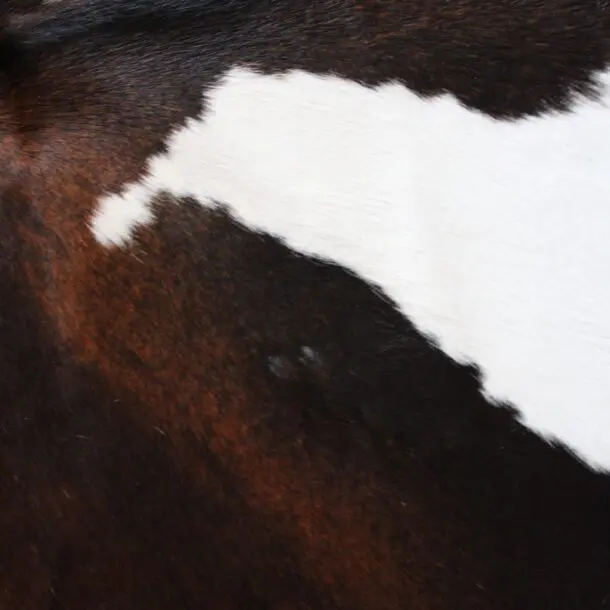 Cowhide Rug Exotic C01110